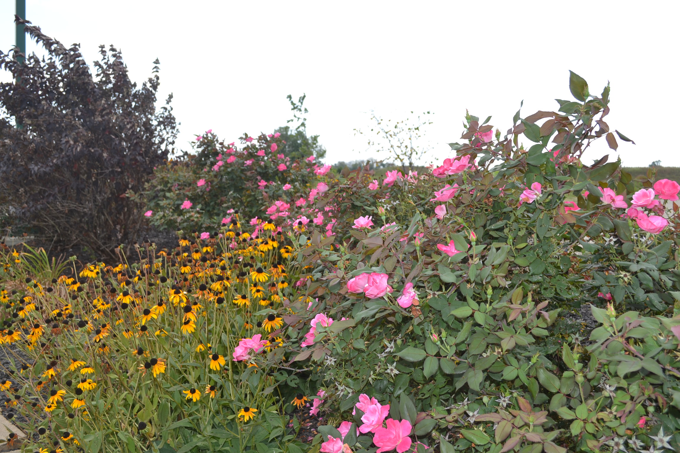 Spring Flowers