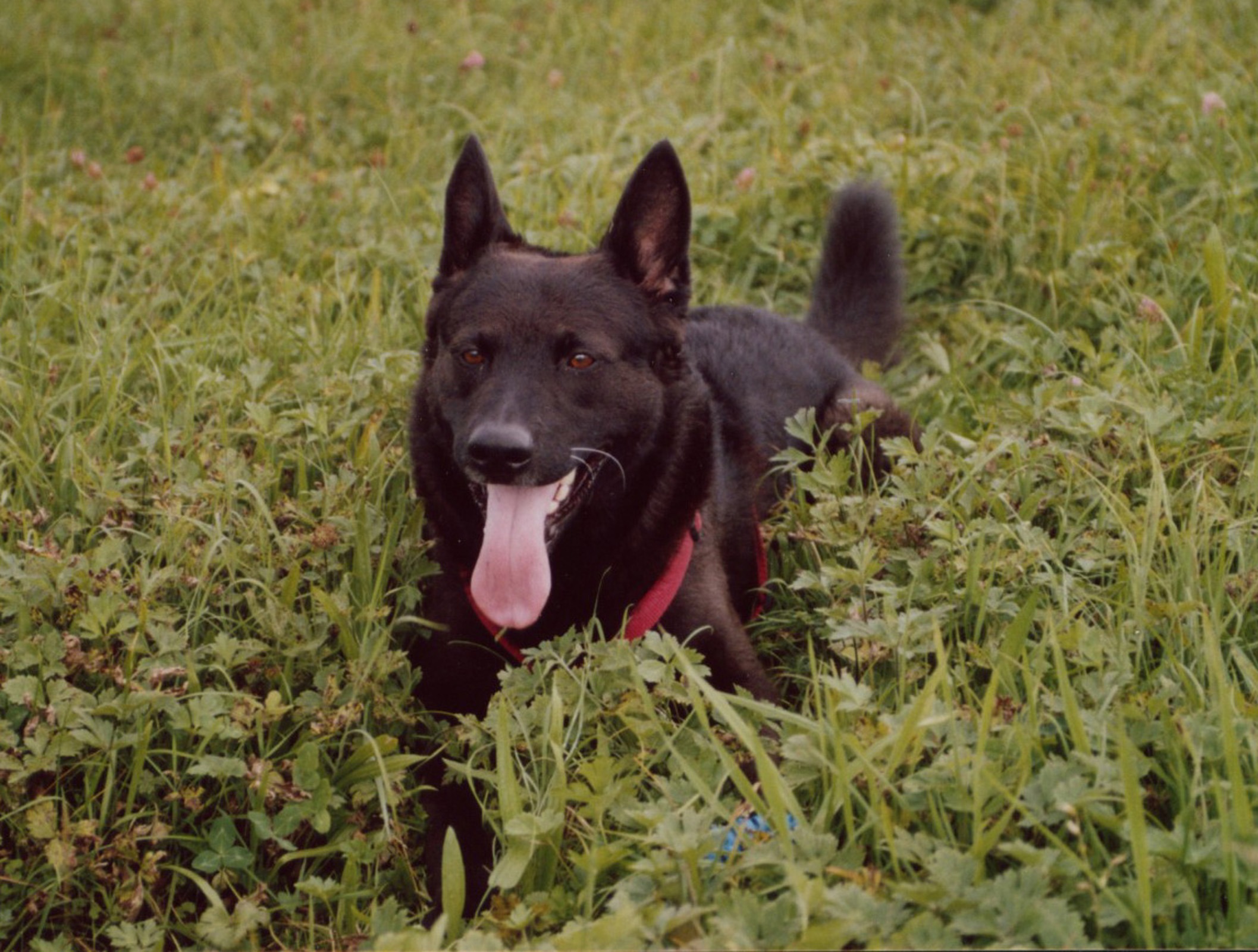 The Lowry Team - Dog Parks