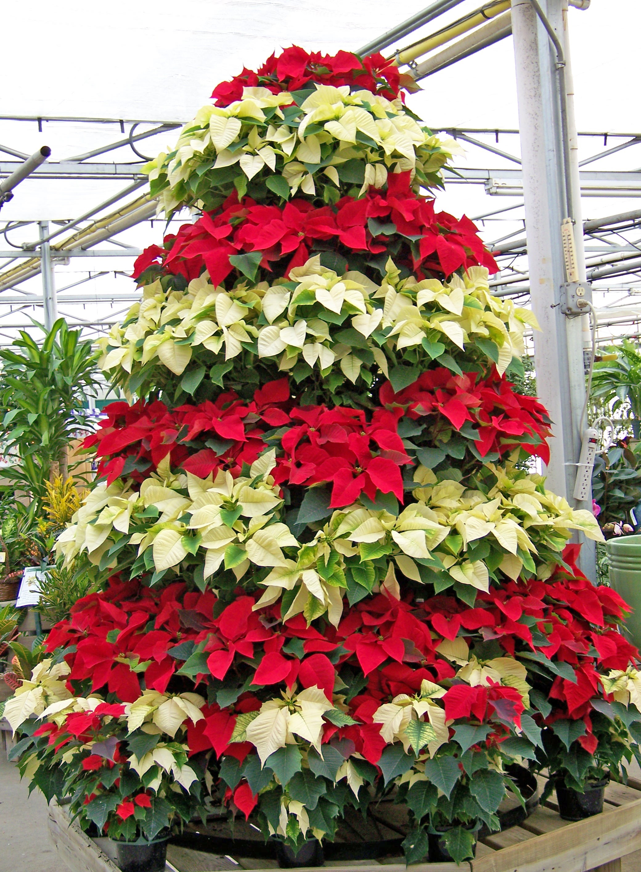 national poinsettia day at Krohn Conservatory